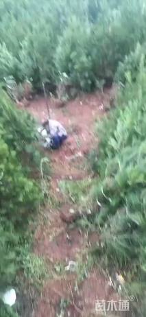 高度200厘米白皮松