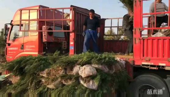 高度150厘米侧柏