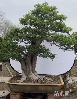 50公分对节白蜡