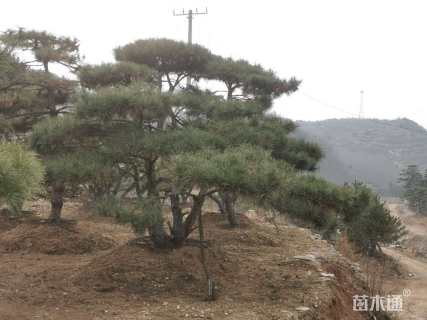 36公分造型松