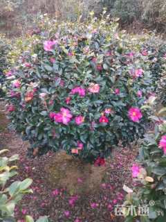 冠幅150厘米茶花球