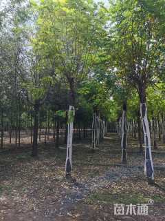 12公分香花槐