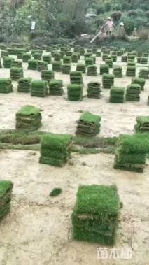 草卷状马尼拉草