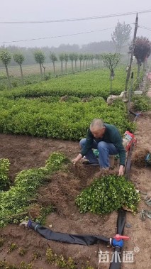 高度40厘米小叶黄杨