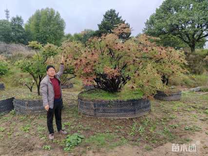 高度120厘米紫斑牡丹