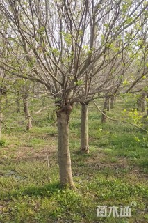 高度220厘米丁香