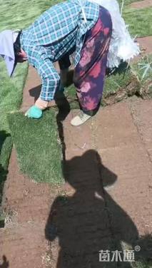 草卷状马尼拉草