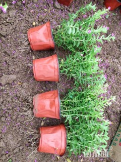 高度15厘米满天星