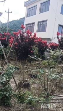 8公分紫薇