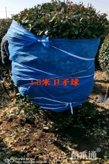 冠幅180厘米卫矛球