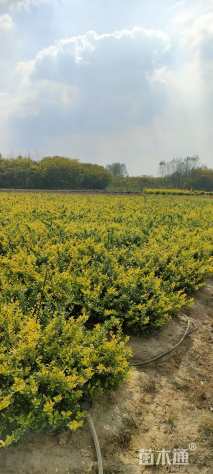 高度35厘米金森女贞