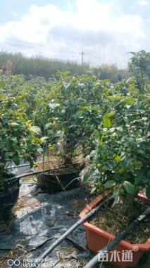 5公分苹果树