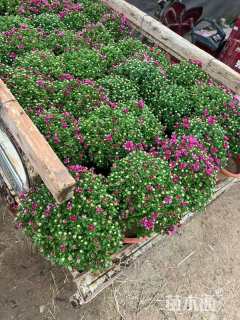 高度20厘米菊花