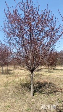 12公分红宝石海棠