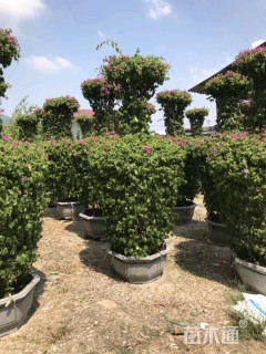 200厘米造型红花勒杜鹃