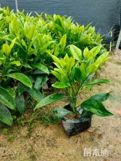 高度30厘米非洲茉莉