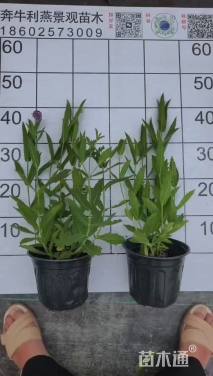 高度30厘米马鞭草