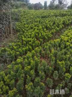 高度30厘米小叶黄杨