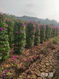 高度200厘米三角梅柱