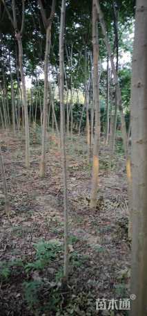 高度150厘米银杏小苗