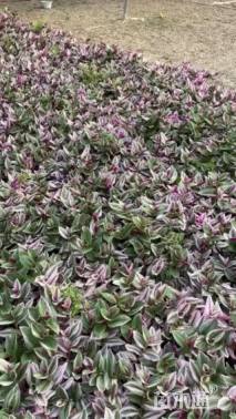 高度18厘米吊兰