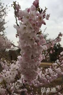 5公分曙光樱