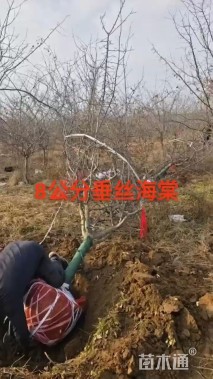 9公分垂丝海棠