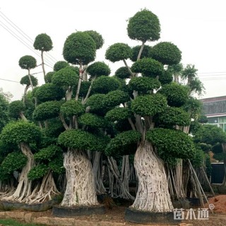 原生苗造型小叶榕
