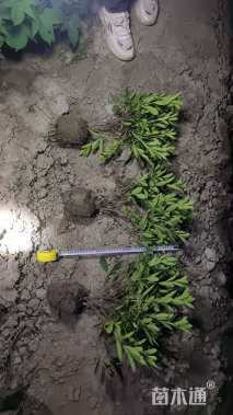 高度30厘米毛鹃