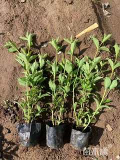 高度25厘米红王子锦带