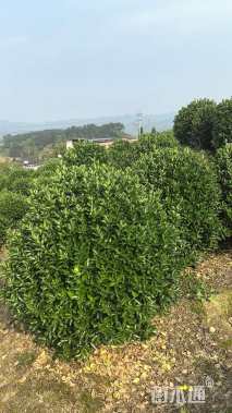 冠幅120厘米大叶黄杨球