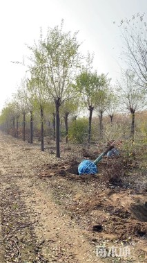 12公分榆树