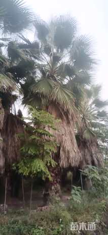 裸干高450厘米华棕