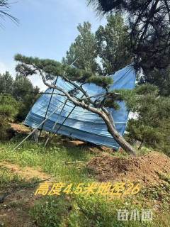 斜杆造型黑松