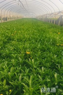 高度20厘米黄金菊