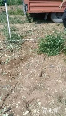 冠幅50厘米卫矛球