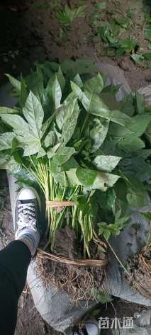 高度40厘米八角金盘