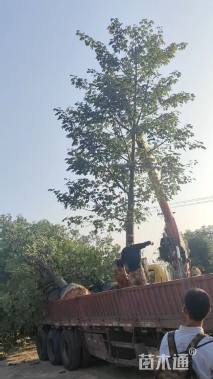 15公分大腹木棉