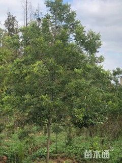 15公分薄壳山核桃