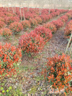 冠幅160厘米红叶石楠球