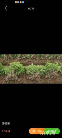 高度30厘米海桐