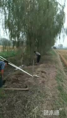 10公分青皮垂柳