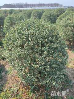 冠幅130厘米银姬小蜡球