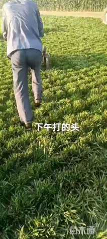 高度30厘米兰花三七草