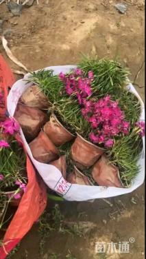 高度15厘米欧石竹