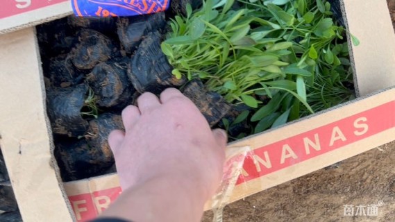 高度17厘米金鸡菊