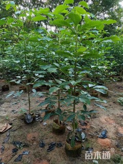1公分红花风铃木