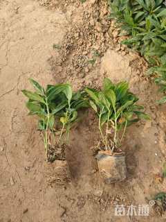 高度20厘米福禄考