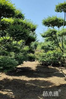 10公分造型小叶女贞