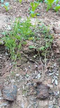 高度50厘米黄刺玫